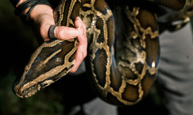 Florida has a python problem—are bounty hunters the solution?