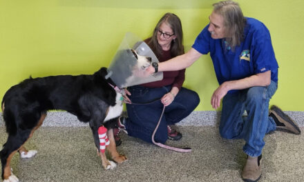 TV vet saves ‘shattered’ leg of dog who survived in Colorado mountains for two months