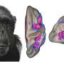 Can we decode the language of our primate cousins?