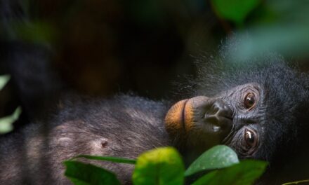 A bonobo was separated from her sister for 26 years. She still remembers her.