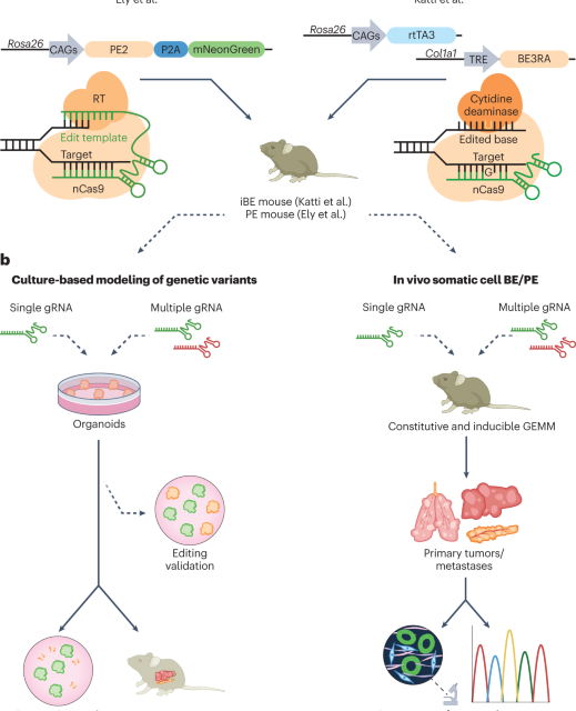 Cancer variant modeling in vivo