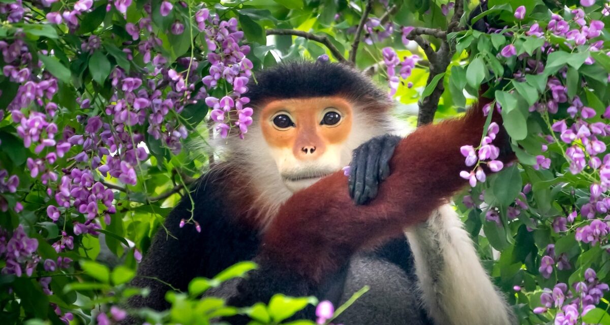 On Monkey Mountain, this rare species has found an oasis in the big city