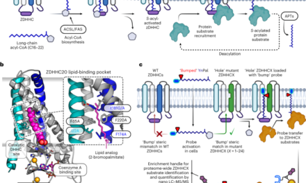 A palmitoyl transferase chemical–genetic system to map ZDHHC-specific <i>S</i>-acylation