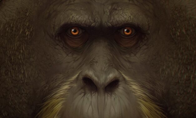 This 10-foot ape was the largest primate ever. What happened to it?