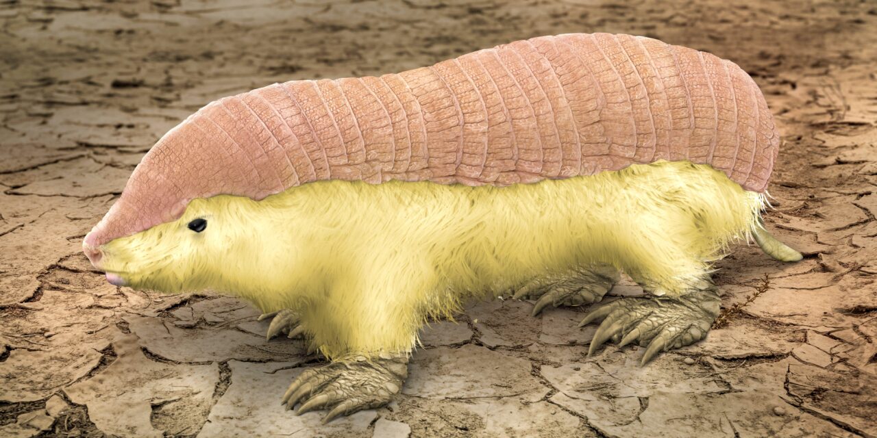 Pink Fairy Armadillos Have a Weird Double Skin Not Seen in Any Other Mammal