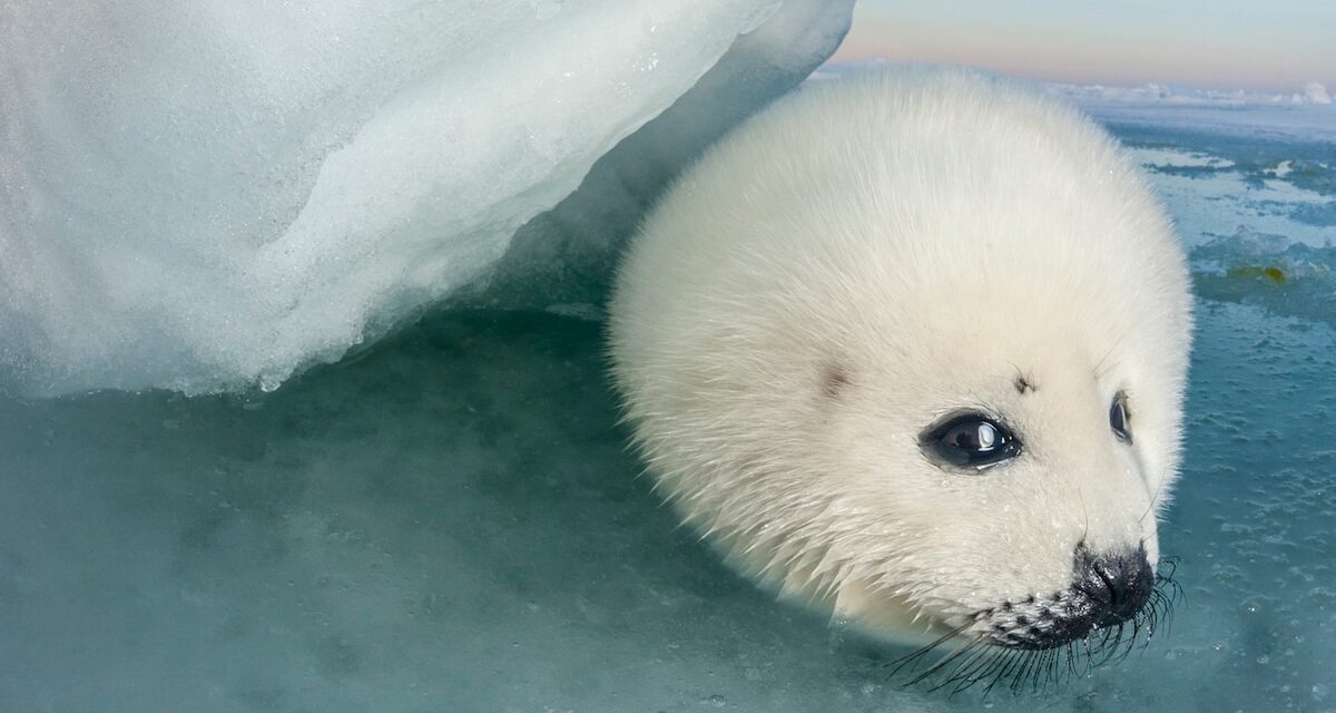 Meet the harp seal—one face of the climate crisis