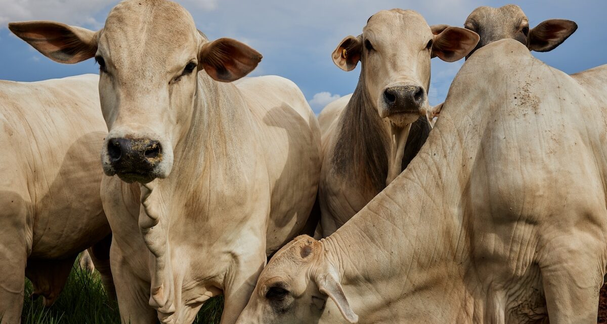 This is the world’s most expensive cow