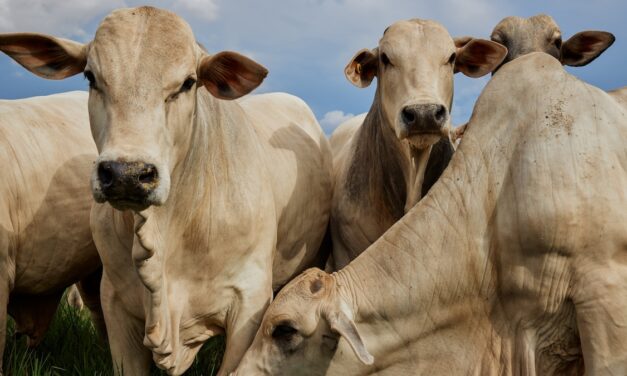 This is the world’s most expensive cow