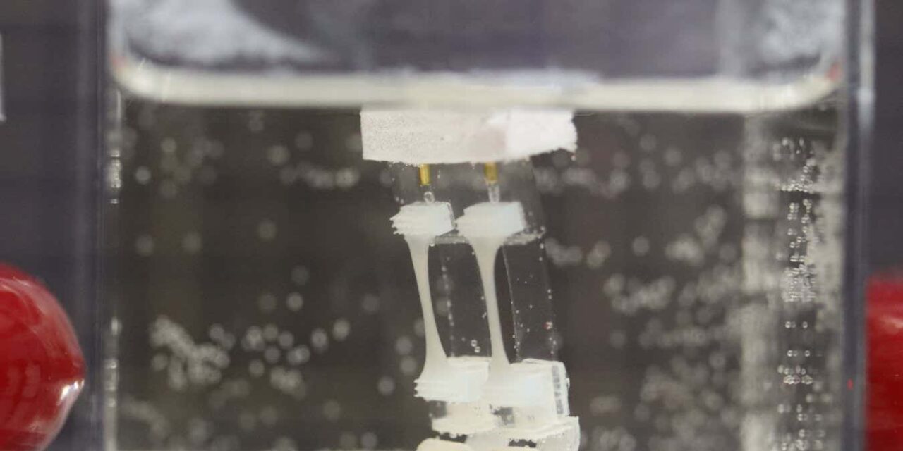 Watch a robot with living muscles walk through water