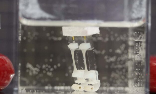 Watch a robot with living muscles walk through water