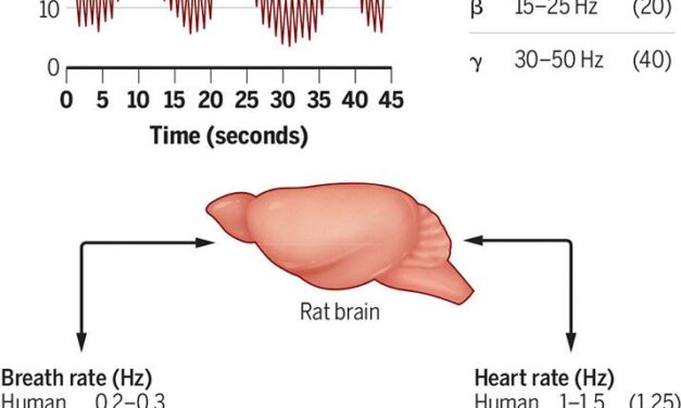 Arterial pulses link heart-brain oscillations | Science