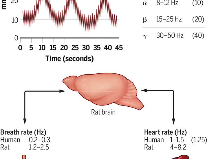 Arterial pulses link heart-brain oscillations | Science
