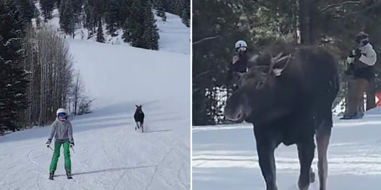 Massive Moose Chases Skiers Down Jackson Hole Slope In Crazy Video