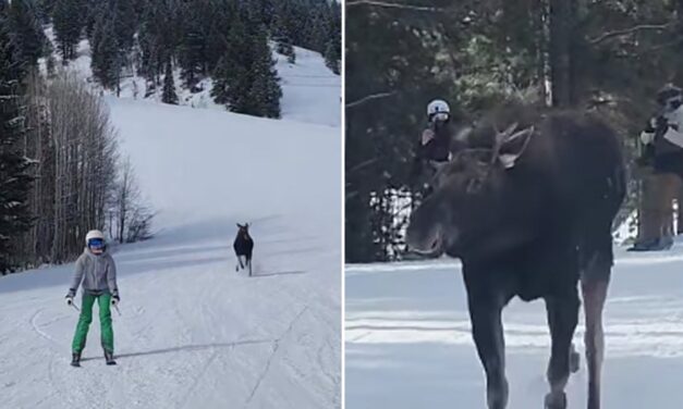 Massive Moose Chases Skiers Down Jackson Hole Slope In Crazy Video