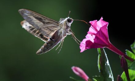 At night, pollution keeps pollinating insects from smelling the flowers