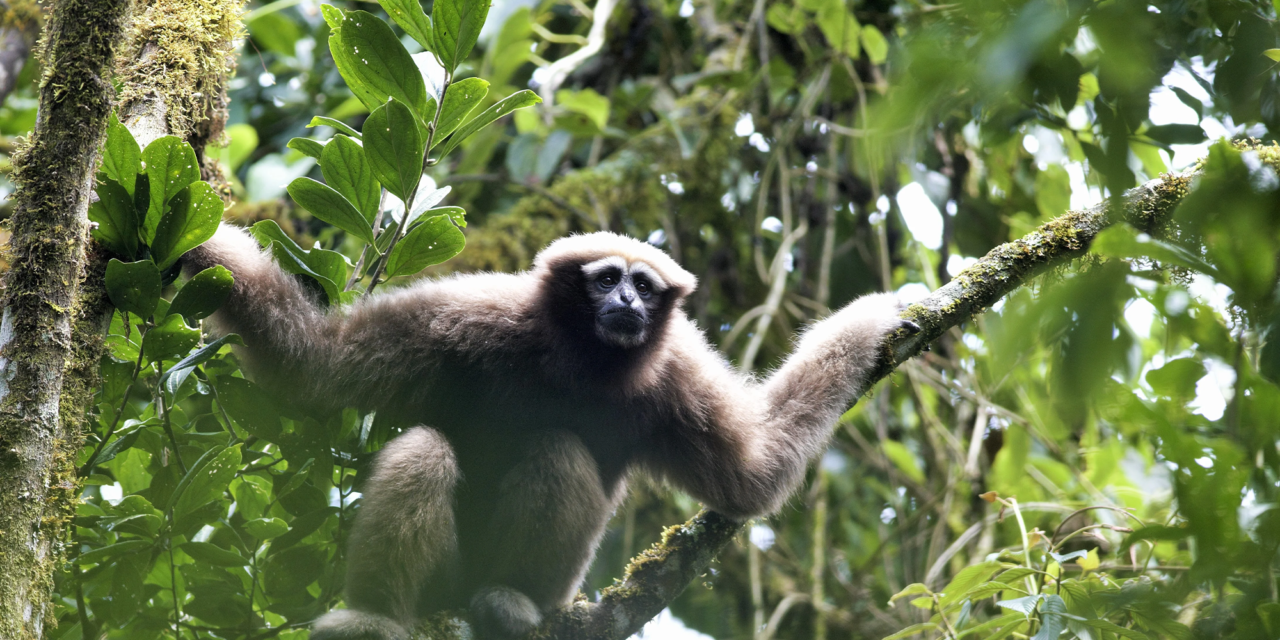 Scientists tracked the love songs of Skywalker gibbons to find them