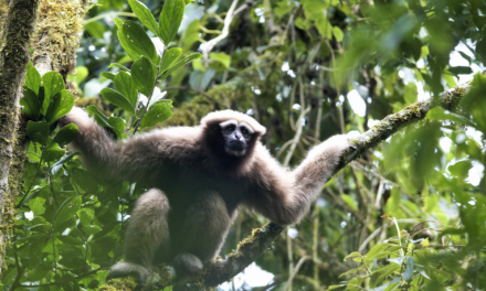 Scientists tracked the love songs of Skywalker gibbons to find them