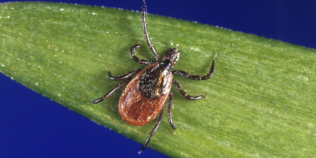 Lyme Disease Cases Rose By Almost 70% in the U.S.