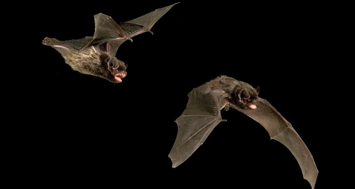 Bats can sing—and this species might be crooning love songs