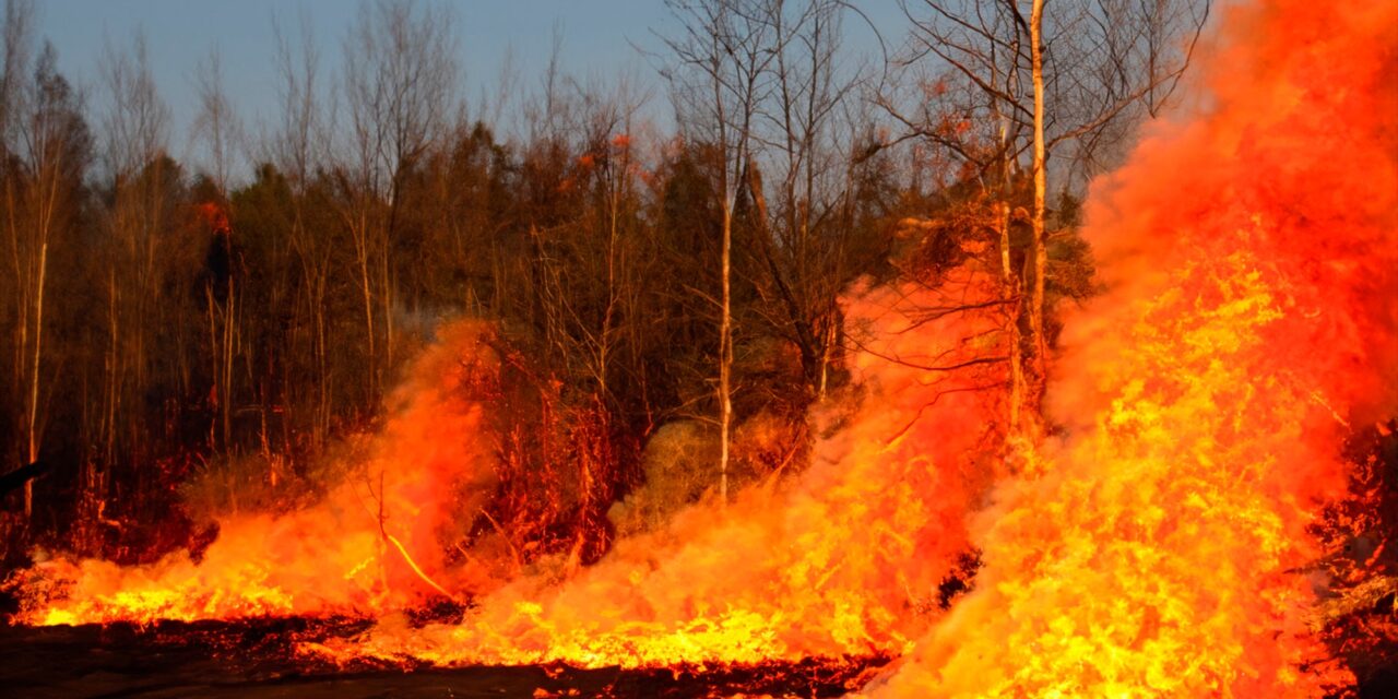 Fire is driving animals’ evolution