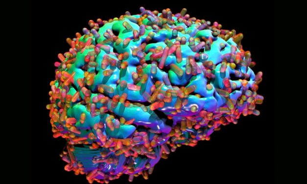 Why the brain’s microbiome could hold the key to curing Alzheimer’s