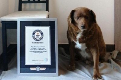Guinness World Records revokes title for oldest dog ever