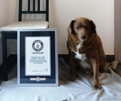 Guinness World Records revokes title for oldest dog ever