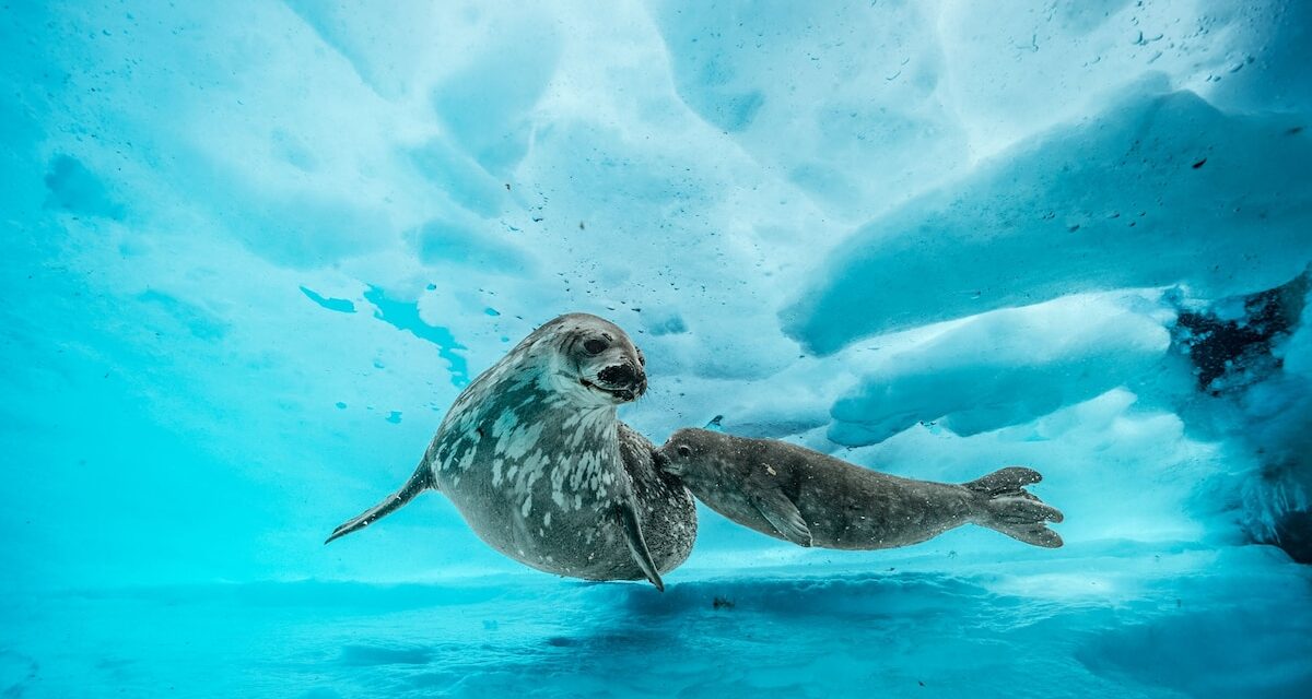 Deepest Dive Under Antarctica Reveals a Vibrant World