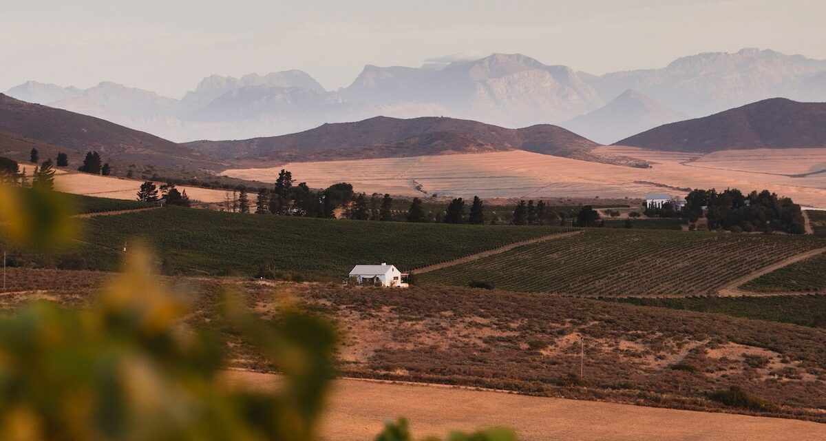 Meet the new winemakers taking South Africa by storm