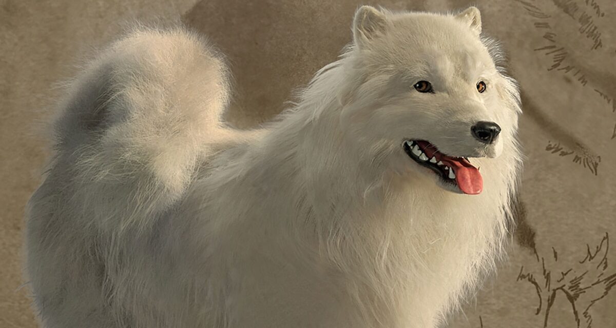 The mystery of the Coast Salish woolly dog