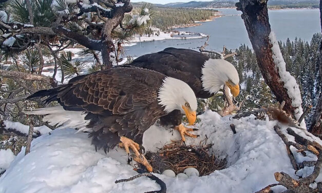Bald eagles offer webcam lessons on patience and parenting