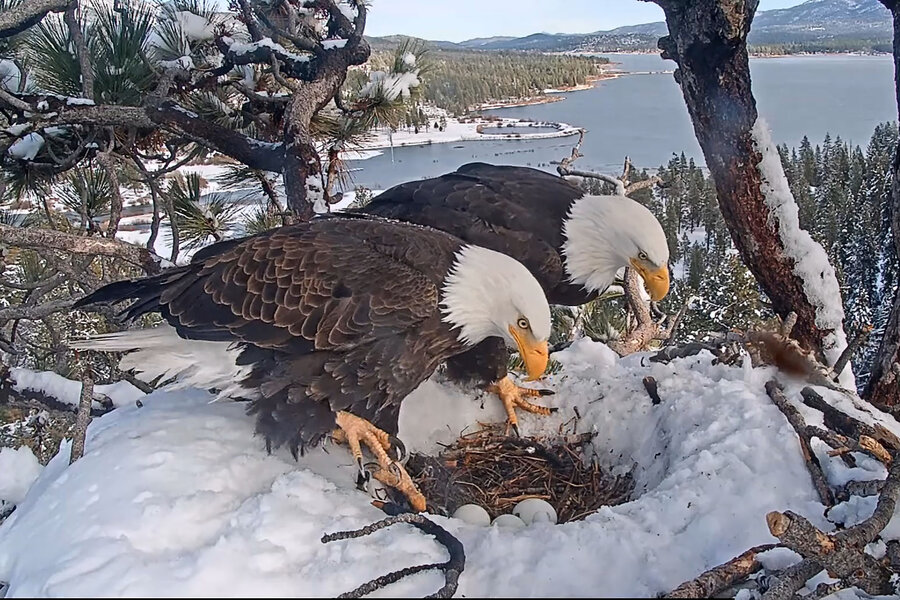 Bald eagles offer webcam lessons on patience and parenting