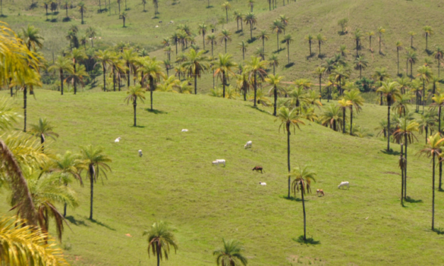 Reconciling conservation agriculture and agroforestry for sustainability
