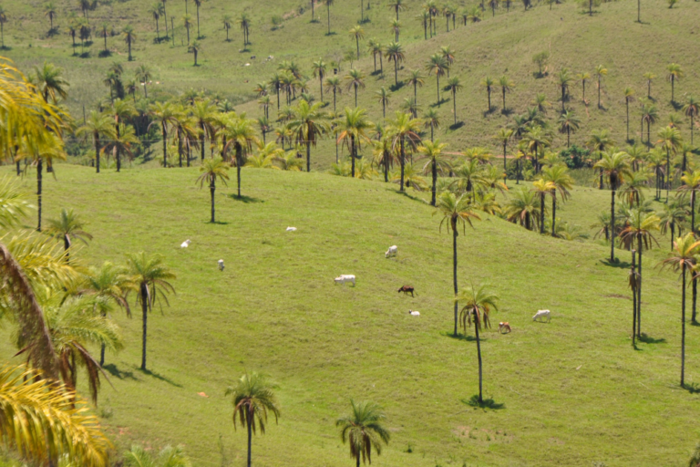 Reconciling conservation agriculture and agroforestry for sustainability