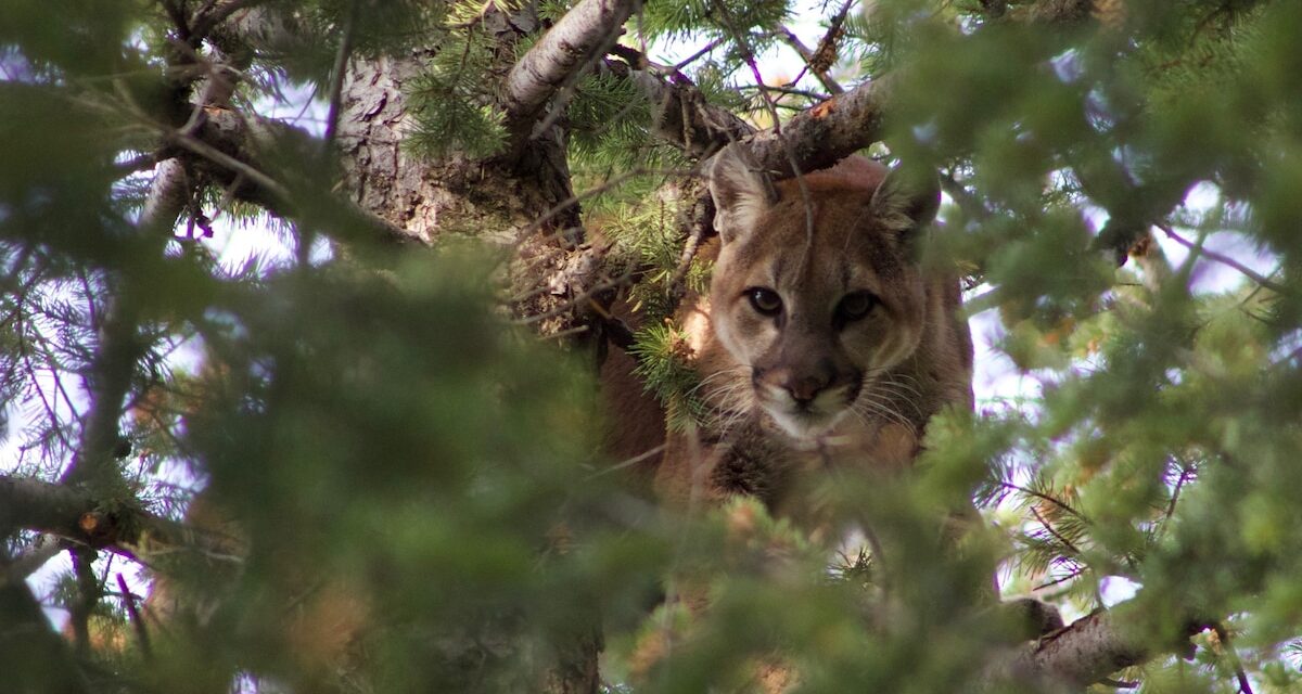 Cougar travels 1,000 miles in one of longest recorded treks