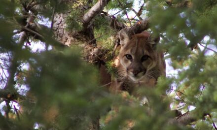 Cougar travels 1,000 miles in one of longest recorded treks