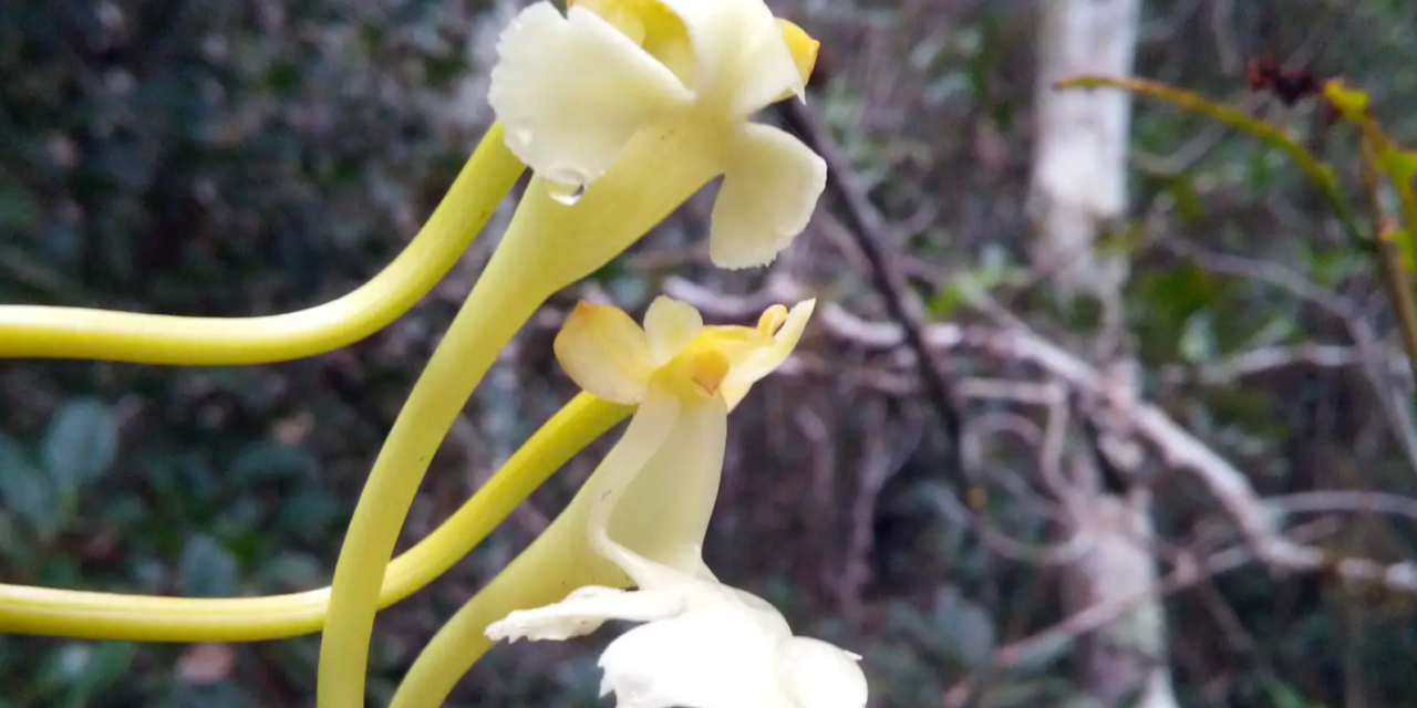 ‘Spectacular’ new orchid species is pollinated by moths