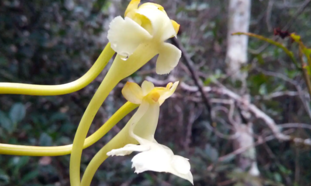 ‘Spectacular’ new orchid species is pollinated by moths