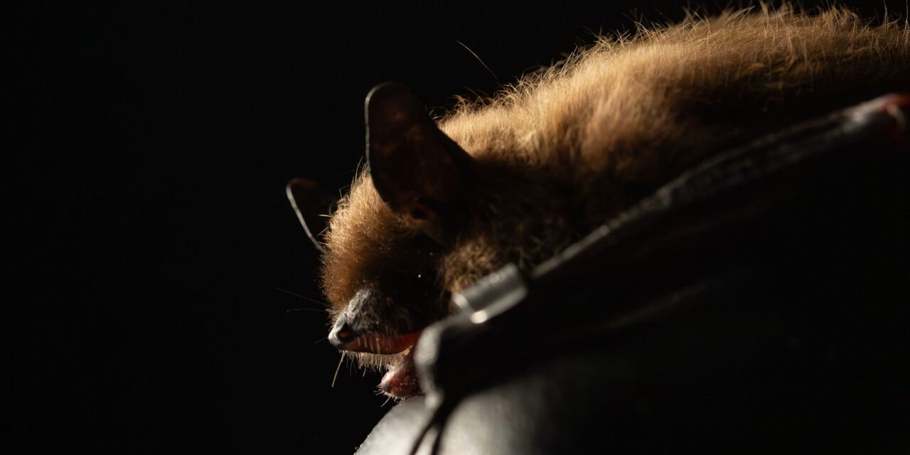 Can niche lives of bats help them avoid the white-nose syndrome?