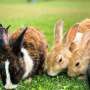 UK rabbit owners can recognize pain in their pets, study finds