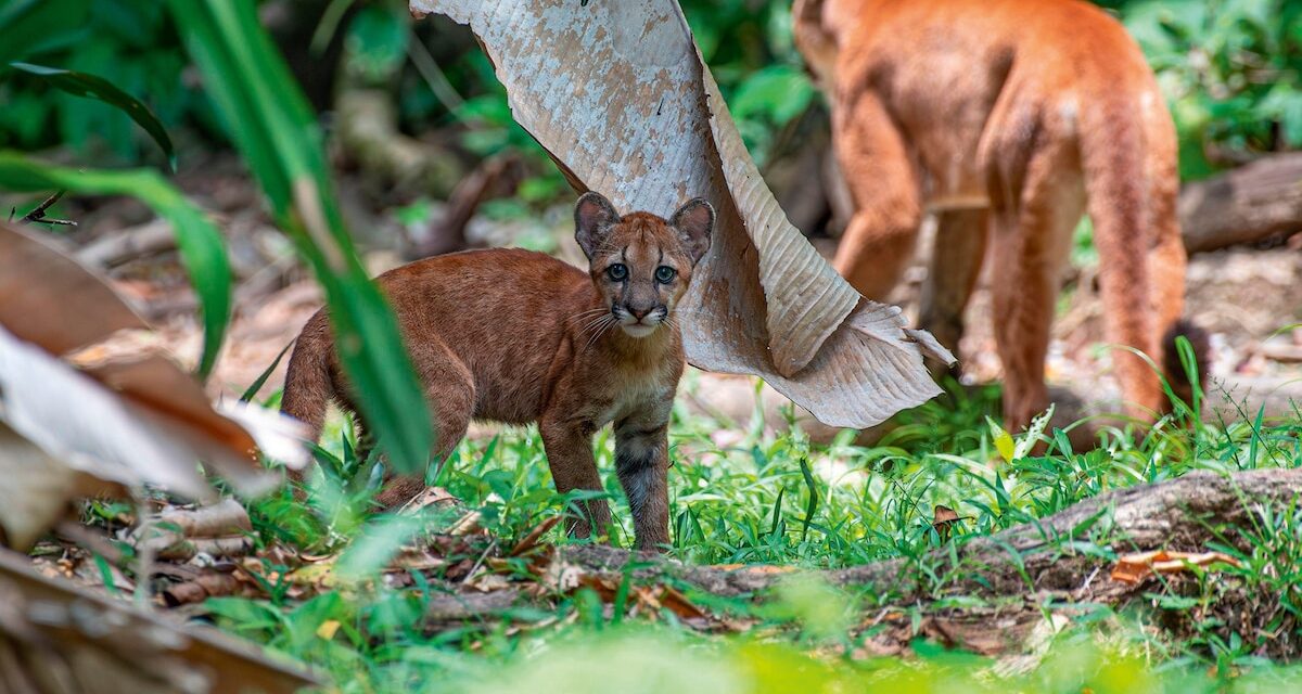How citizen science projects are safeguarding Costa Rican pumas