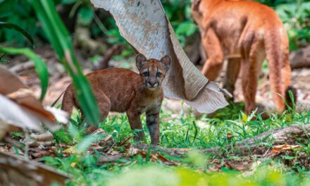 How citizen science projects are safeguarding Costa Rican pumas