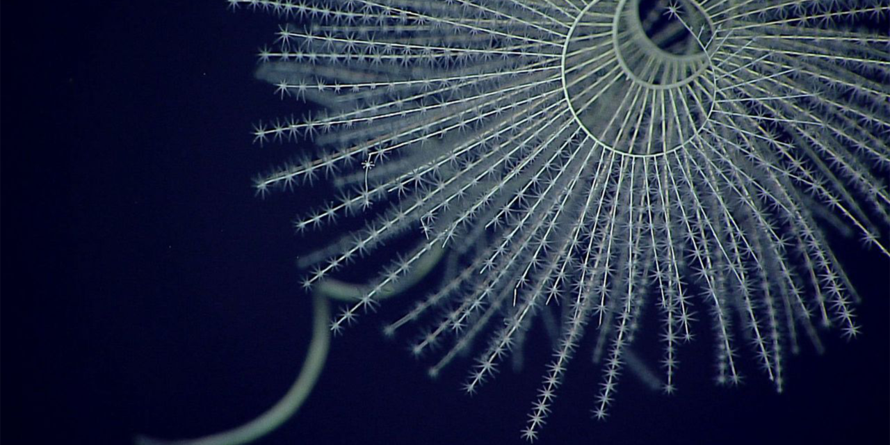 Bioluminescence may have evolved 300 million years earlier than scientists previously thought