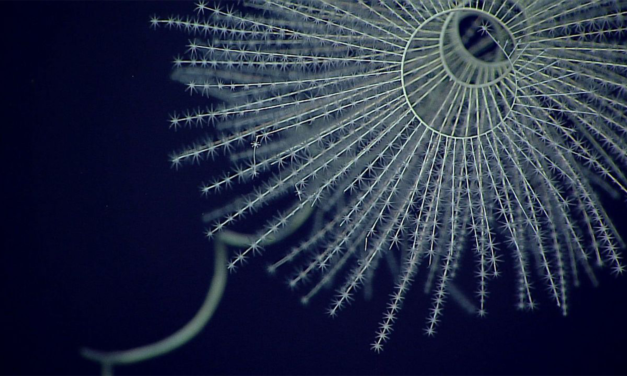 Bioluminescence may have evolved 300 million years earlier than scientists previously thought