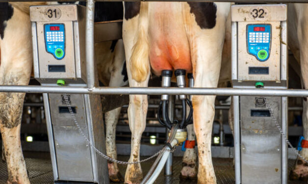 Fragments of bird flu virus genome found in pasteurized milk, FDA says