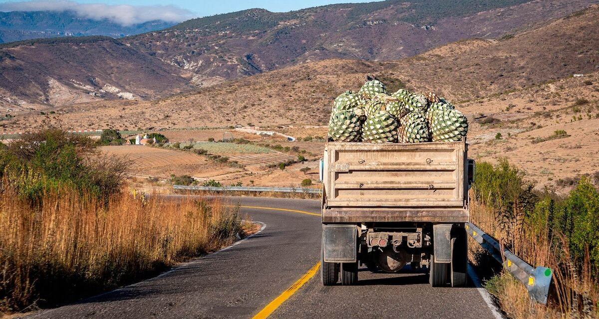 A guide to mezcal