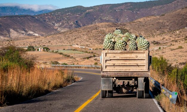 A guide to mezcal