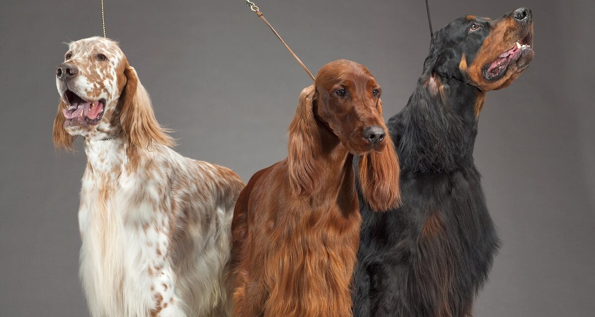 The best Amazon Pet Day deals