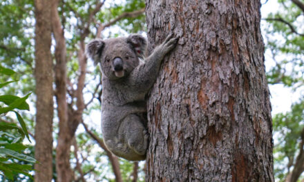 Australian state fails on koala conservation while relying on faulty offset schemes, experts say
