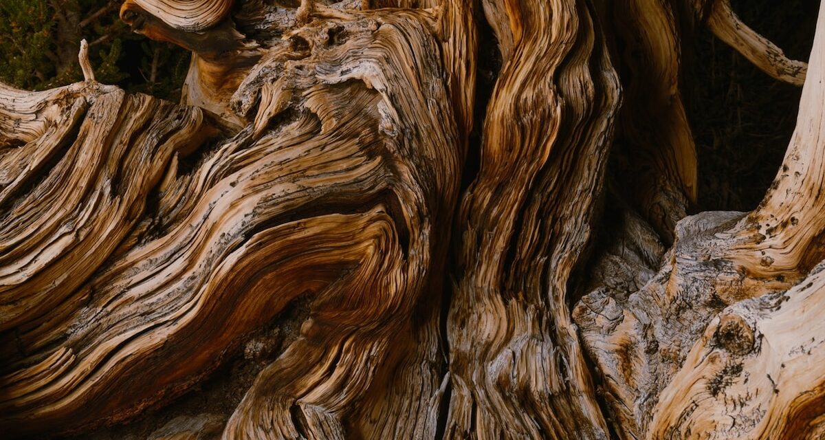 Don’t cut them down: Letting dead trees rot can help make new life